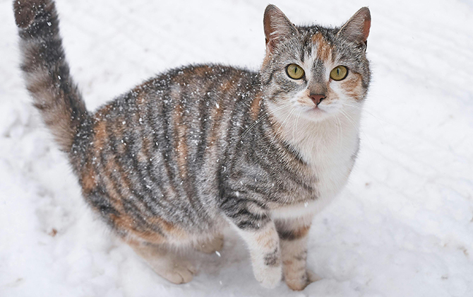 A striped cat stands in the snow, demonstrating how cats can get cold outside and reminding cat owners to keep an eye on how they are faring during winter